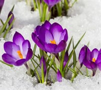 Вебинар «Здоровая весна с Аюрведой»