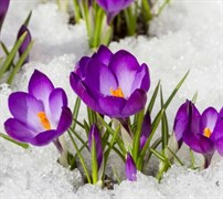 Вебинар «Здоровая весна с Аюрведой» 4984